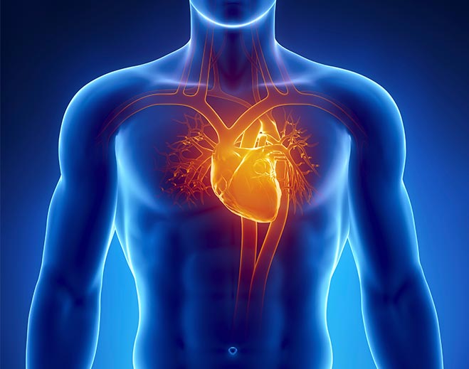 cardiology-human-body-heart-chest-pain/
